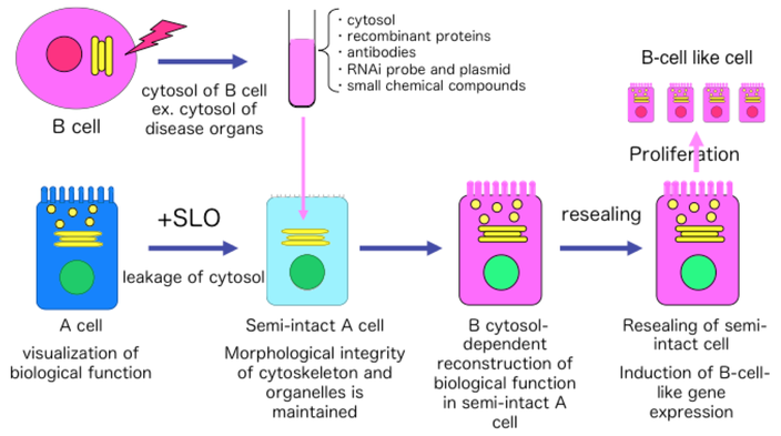 Frontier cellular image analysis to study biomolecular networks in disease cells