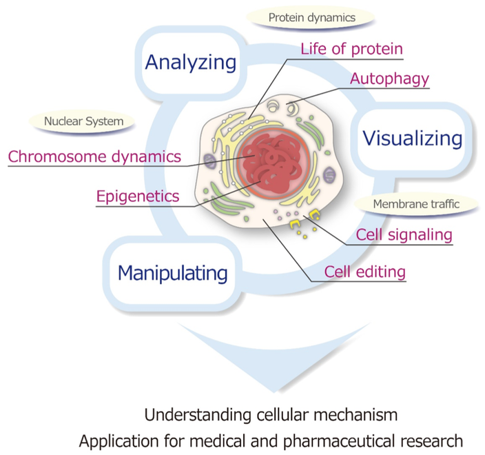Understanding cellular mechanism Application for medical and pharmaceutical research