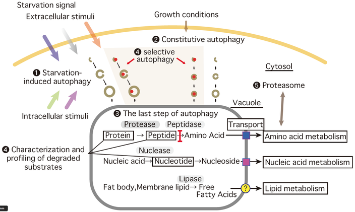 Molecular mechanism and physiological understanding of autophagy