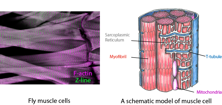 Dynamics of chromatin and epigenetic regulation in vivo