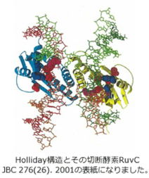 Spatio-temporal regulation of chromatin dynamism