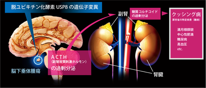 増殖因子受容体の分解制御と細胞増殖・癌化の分子機構