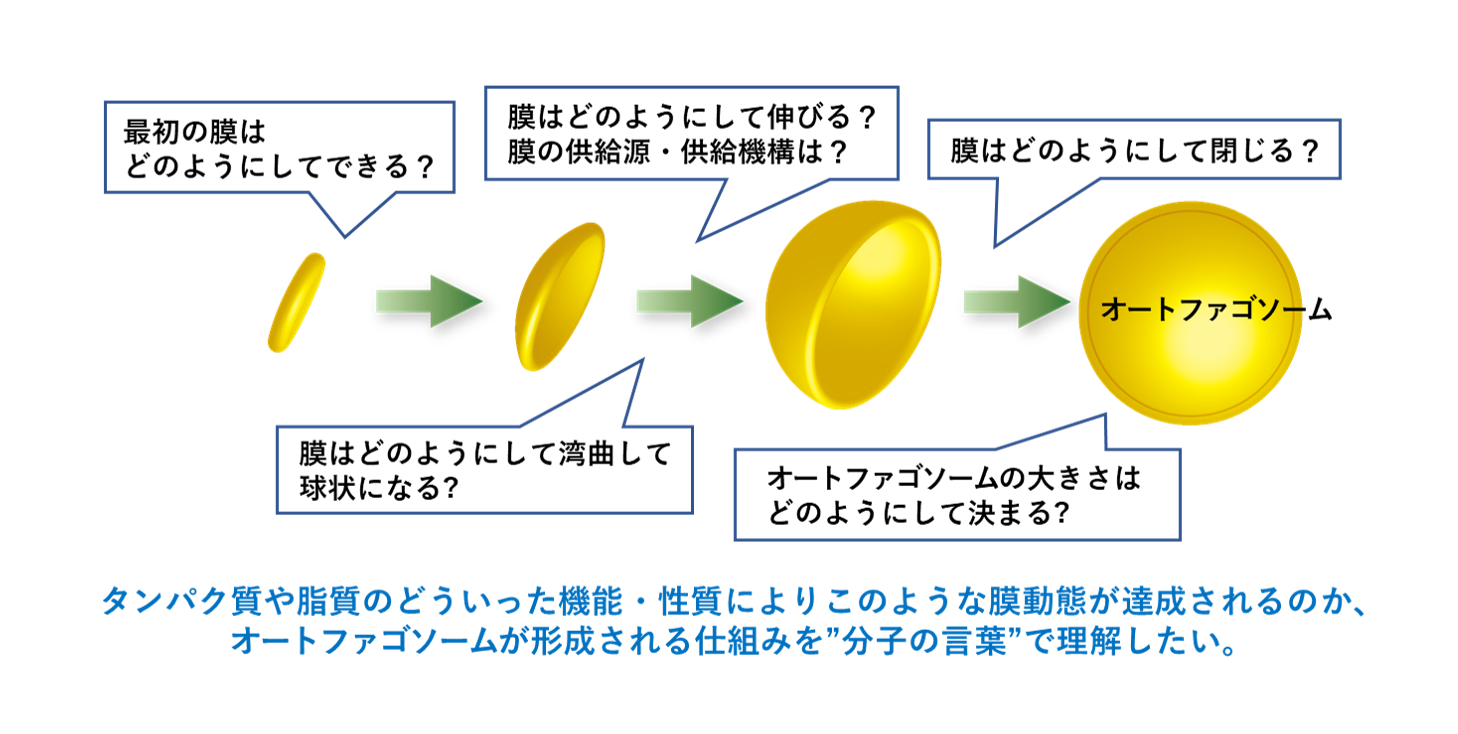 オートファゴソームの形成機構に関する疑問