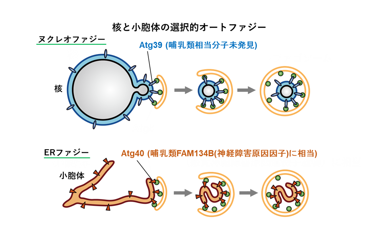 オートファジーの進行過程