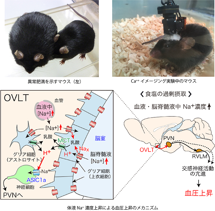 体液恒常性と血圧制御の脳内機構