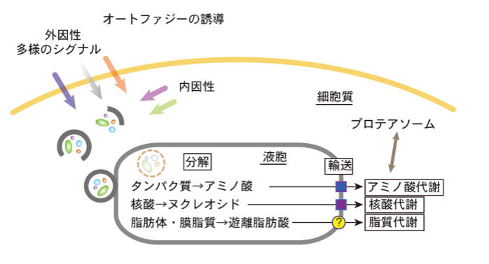 オートファジーの進行過程