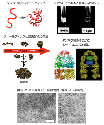 シャペロンやプリオン/アミロイドの分子機構・新生鎖の生物学