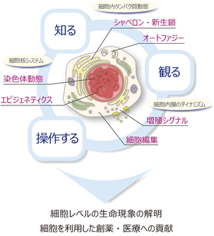 細胞レベルの生命現象の解明　細胞を利用した創薬・医療への貢献